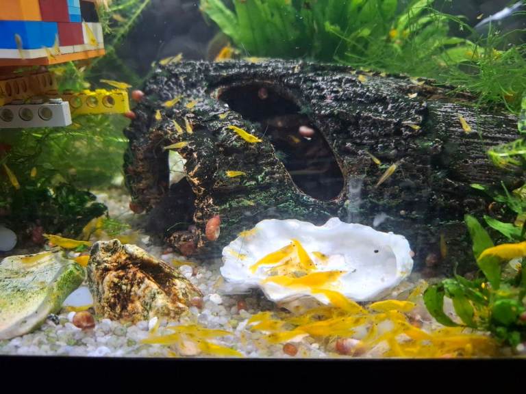 Yellow Cherry Shrimp from 90p each (bulk price) | Neocaridina Davidi