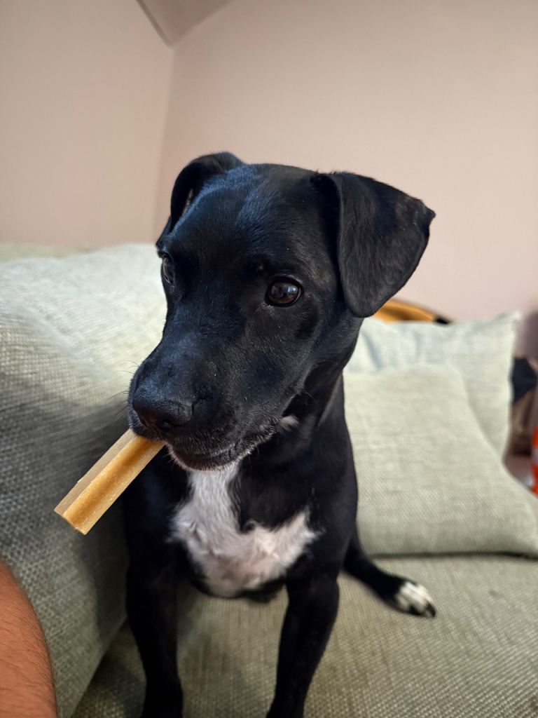 Cooper the Patterdale Terrier 