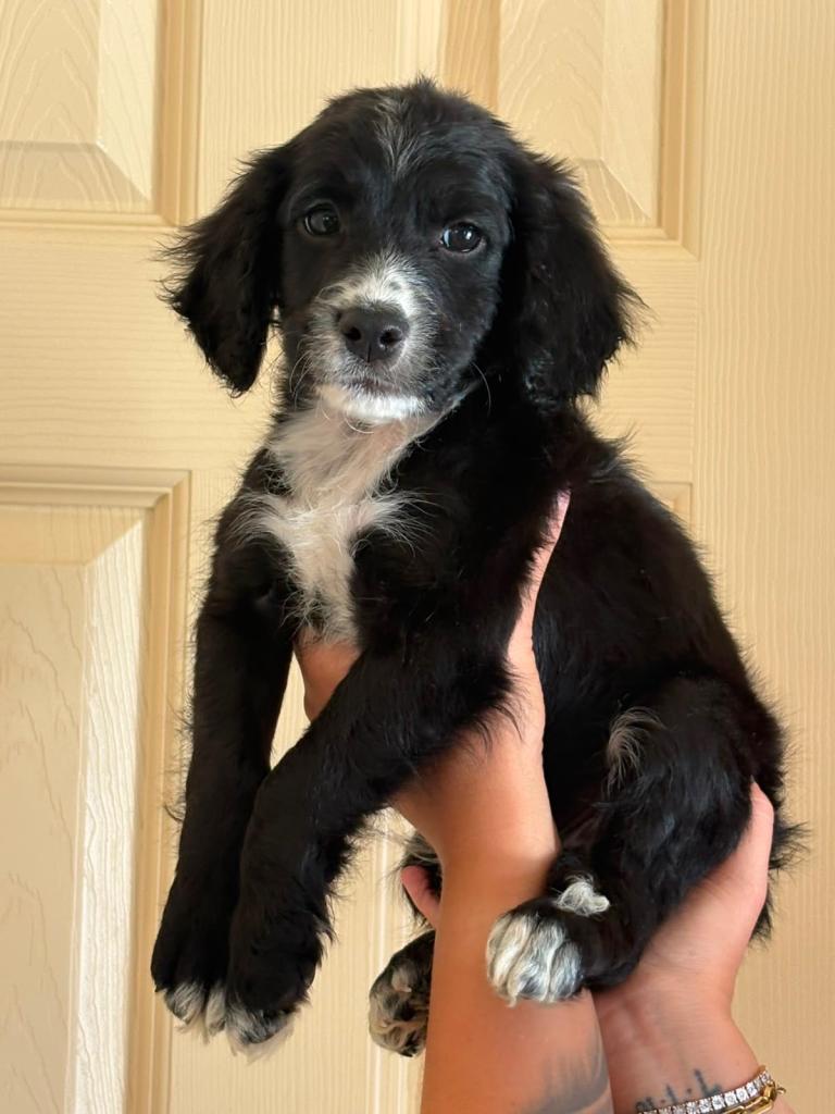 Gorgeous F1B Cockapoo Puppies –  NOW READY 2 boys