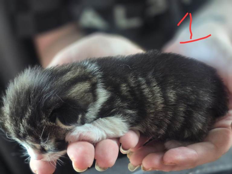 Kittens