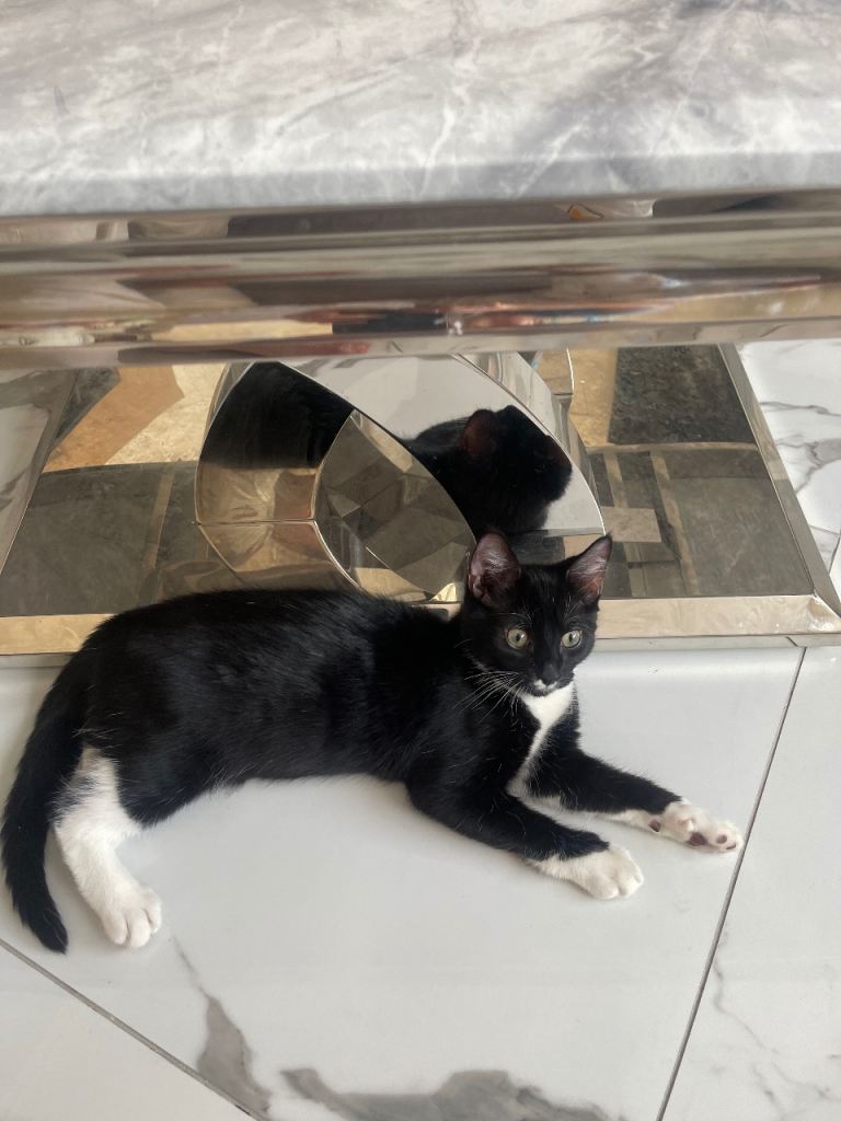 Mixed tuxedo breeds 