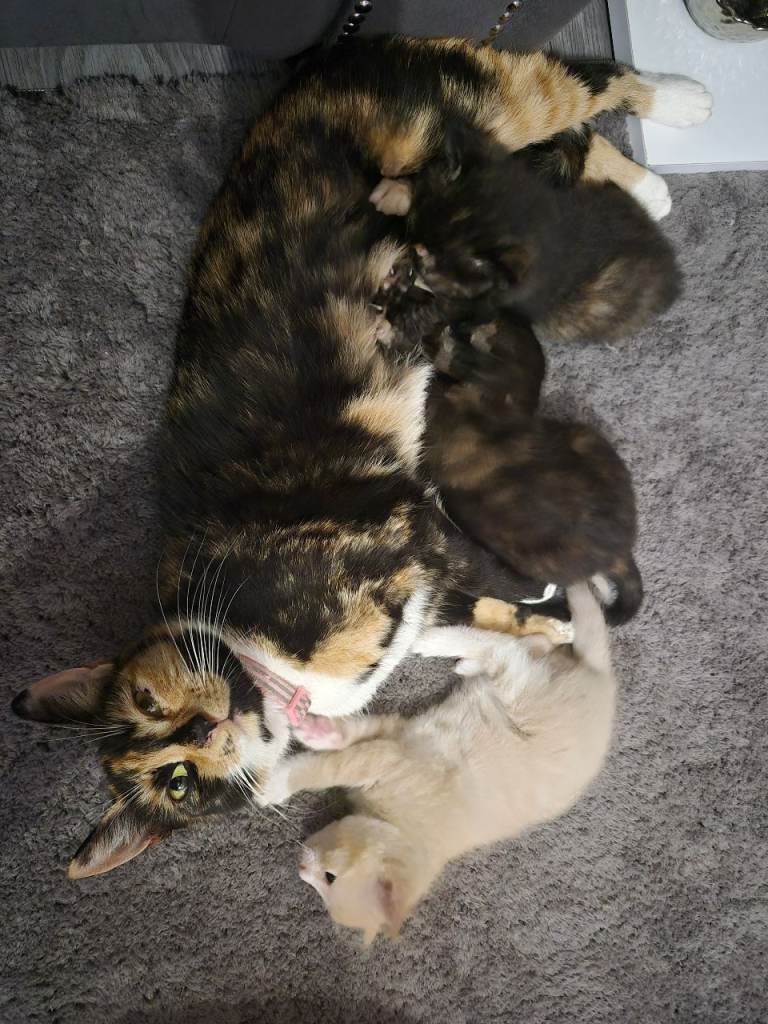 2 beautiful kittens **ginger sold**