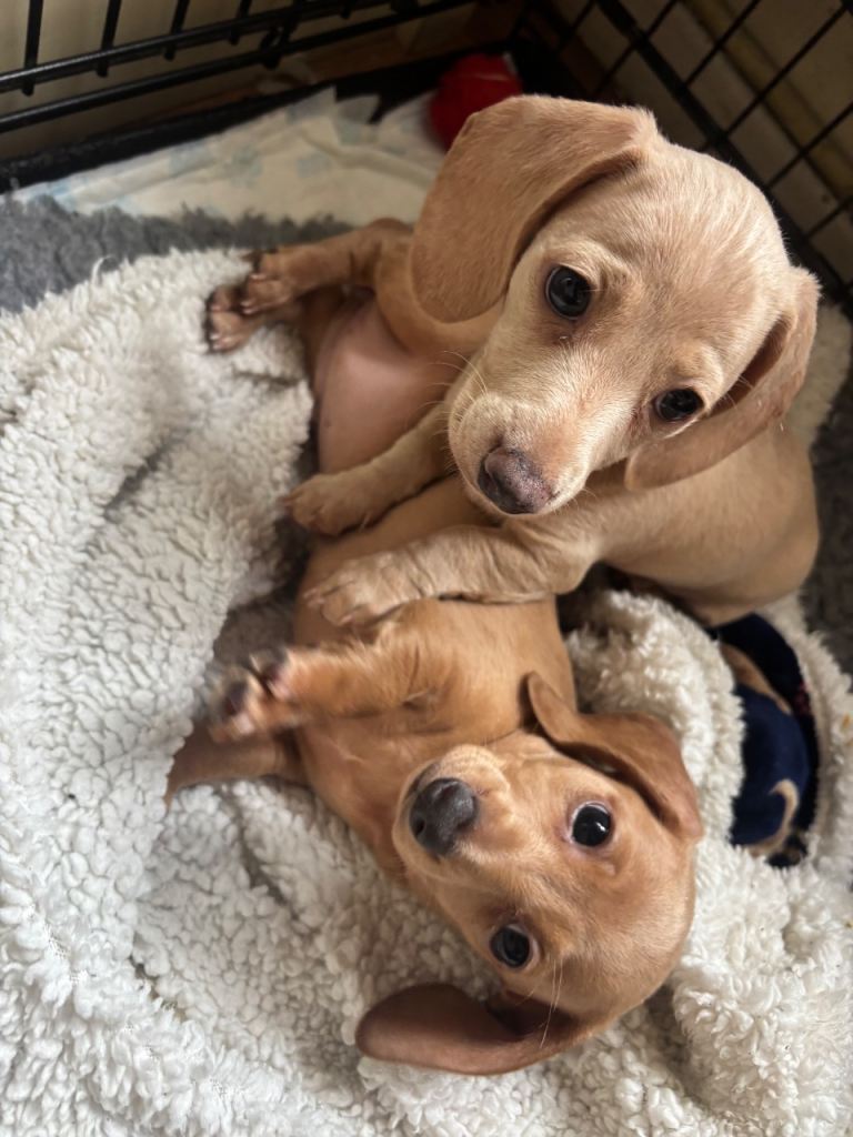 4 mini dachshund pups for sale (female)