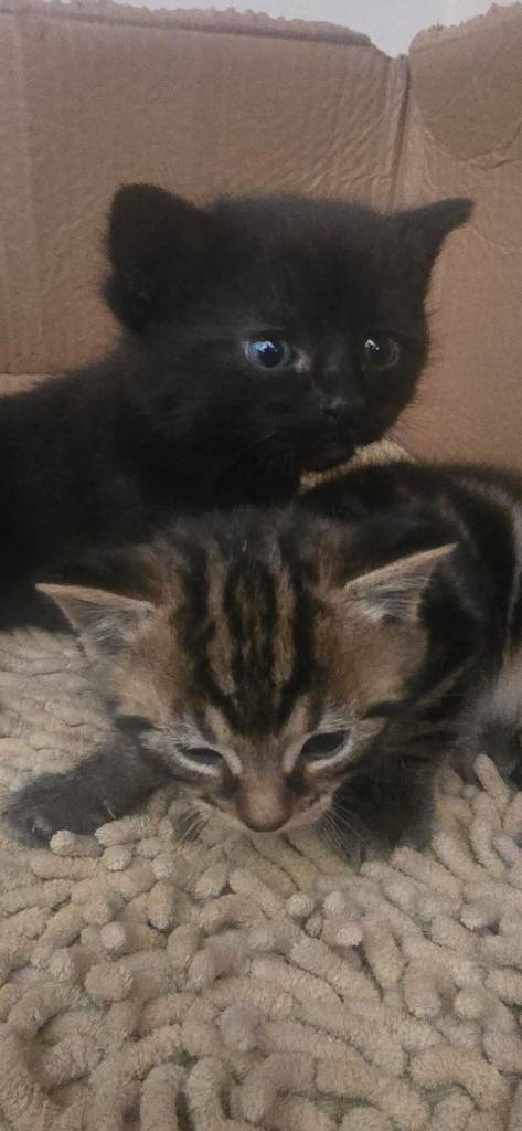 Two Adorable Kittens Looking for Forever Homes