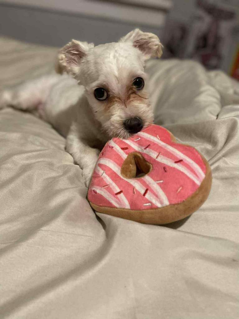 Female Puppy For sale 