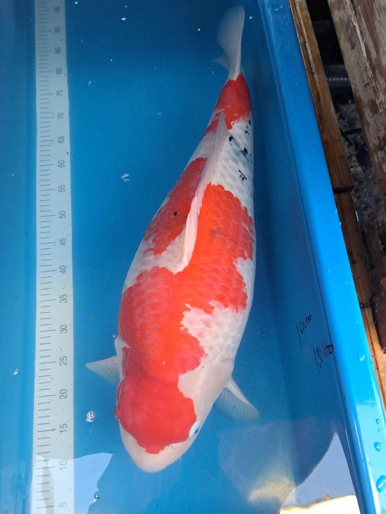 Two large (68cm) female koi. Sanke and Benigoi. £150 for both