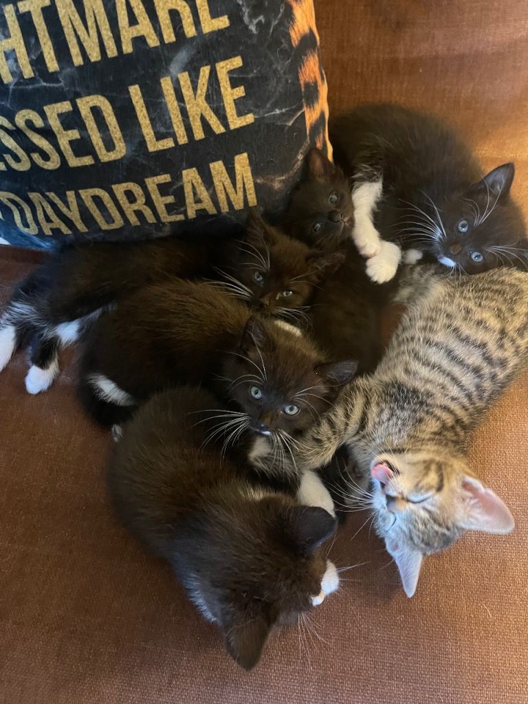 Gorgeous 8 Week Old Kittens Males & Females. 