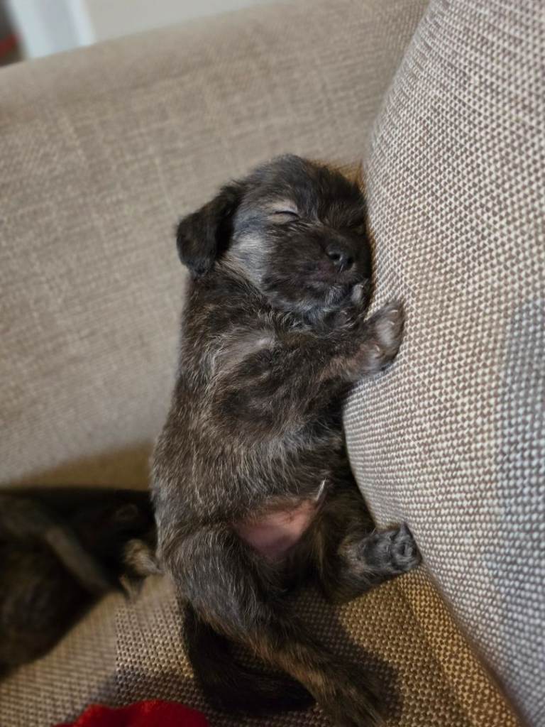 Mix Breed Puppies