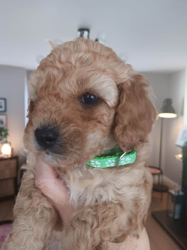 F1B Cockapoo (Cockapoo x IKC registered Toy Poodle)