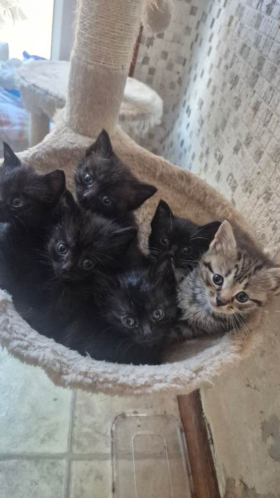 Gorgeous Kittens 