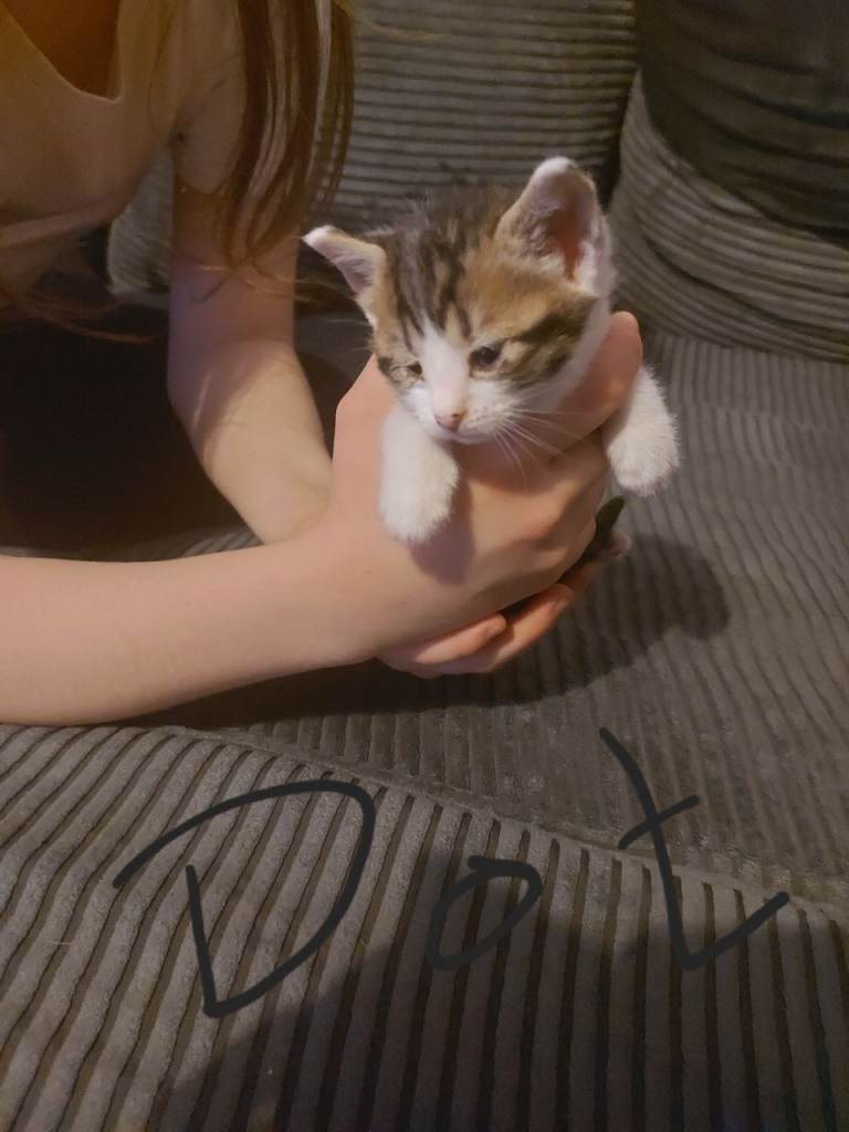 Kittens and mum need new home/s offers