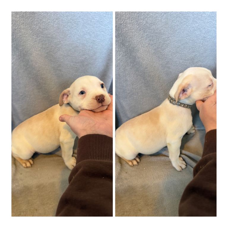 Alapaha blue bulldog