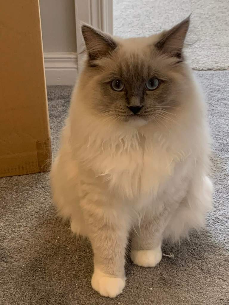 Male ragdoll Kitten