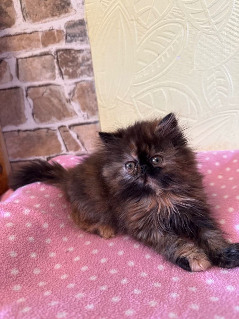 🩷 Beautiful kittens 🩷