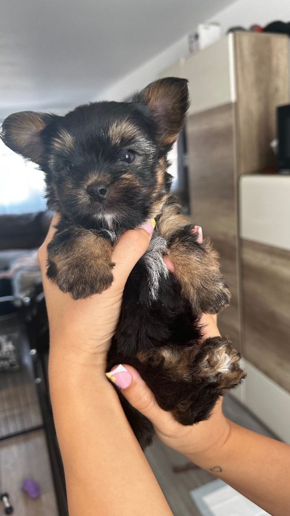 Colourful Yorkshire Terrier 