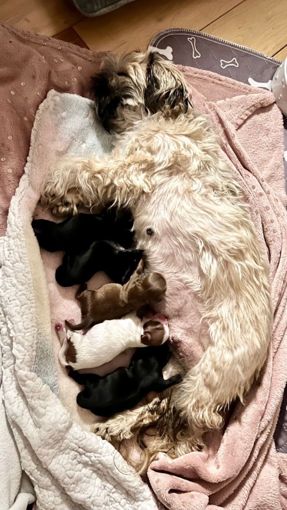 ✨🐶 BEAUTIFUL SHIH TZU PUPPIES – READY TO TAKE HOME IN JAN.✨🐶