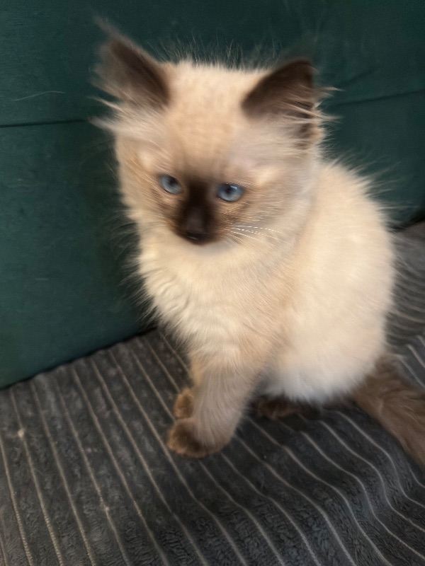 Ragdoll