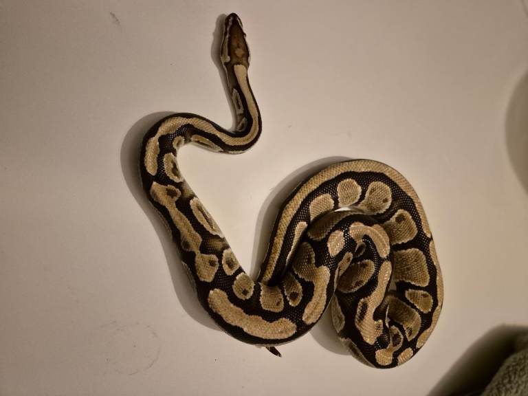 Royal Ball Python for sale 