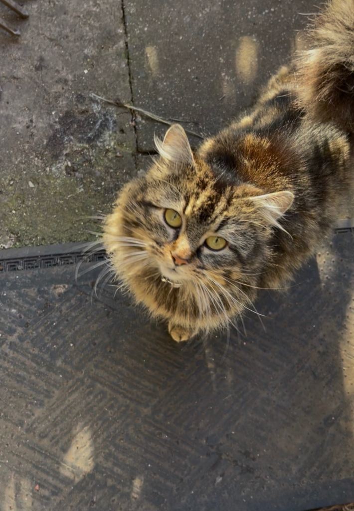 Domestic tabby long hair 