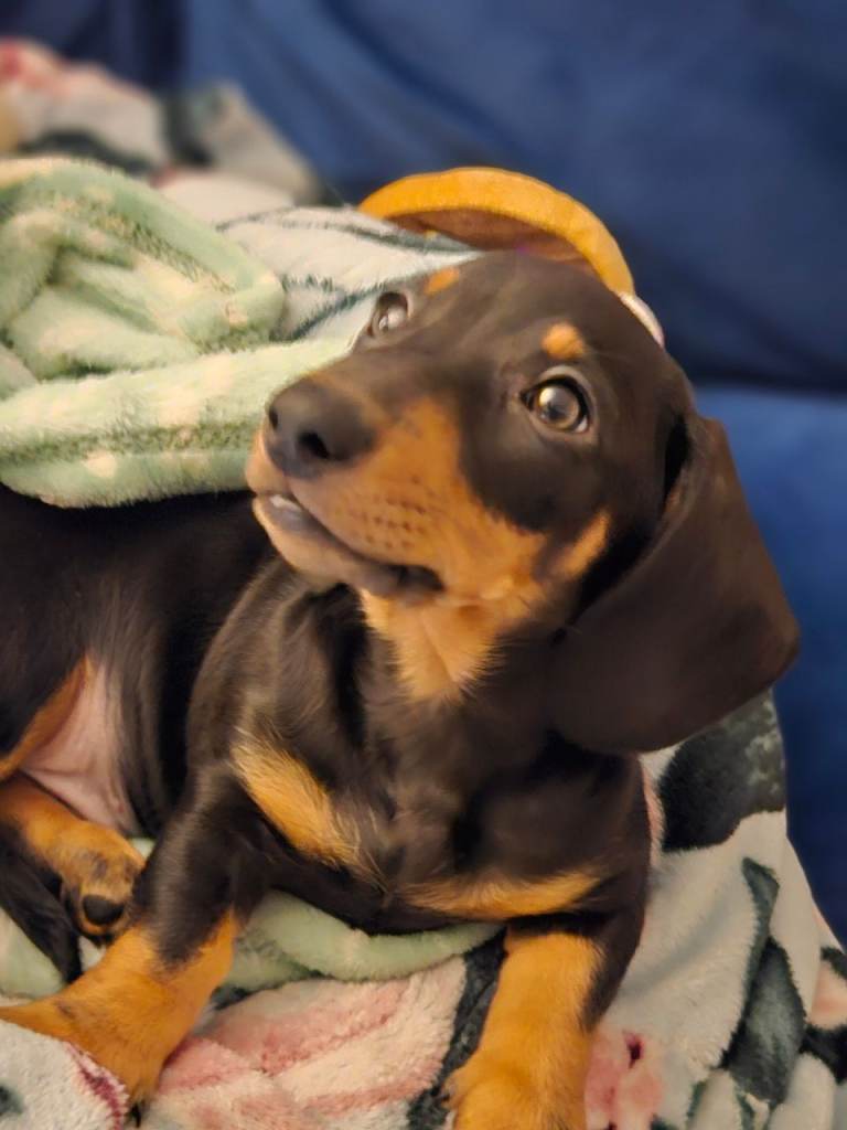 Miniature Daschund for sale to good home. 