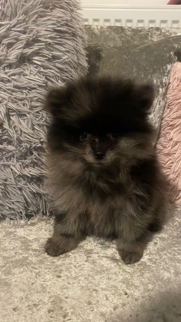 Beautiful Pomeranian puppy’s looking for there forever home.