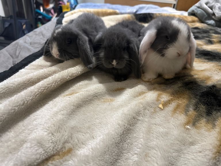 Mini lop bunnies 