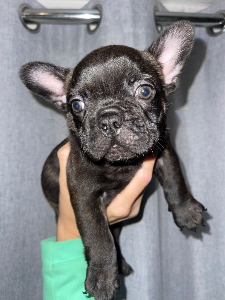 FRENCH BULLDOG REDUCED PRICE 