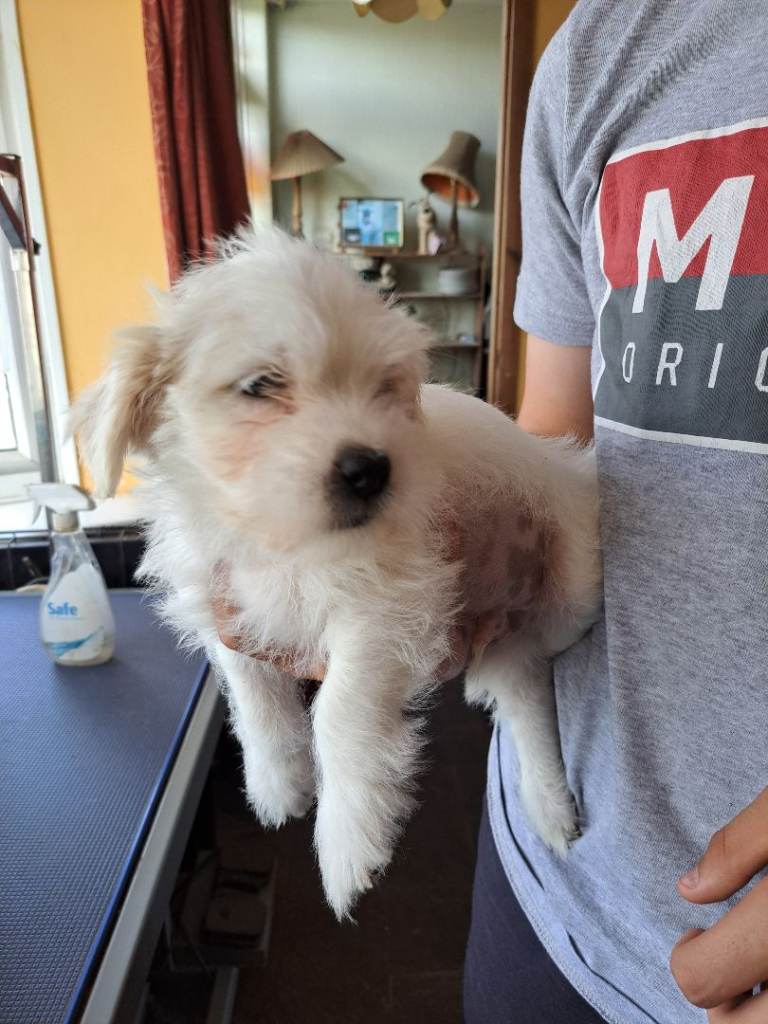 Jug puppies