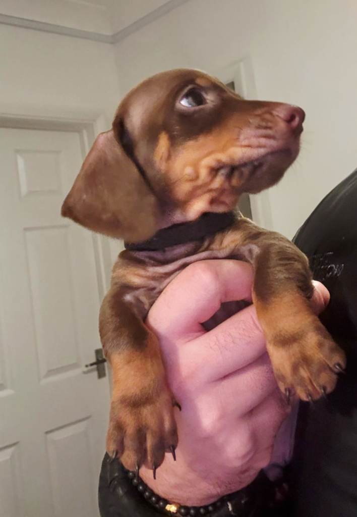 Gorgeous dachshunds ready for new homes