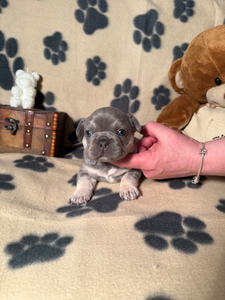 Kc registered French Bulldog puppies  ❤️