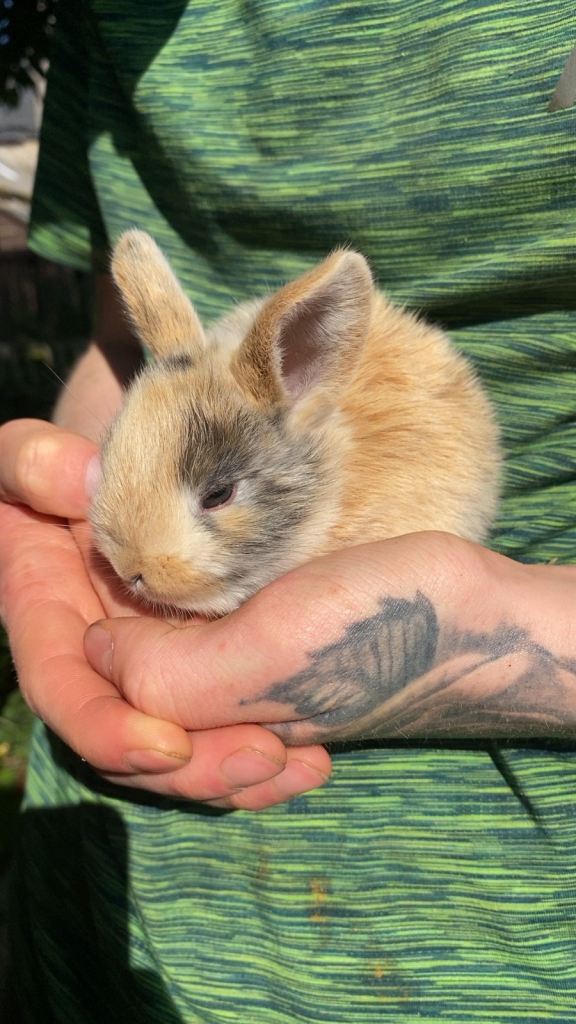 Baby bunnys