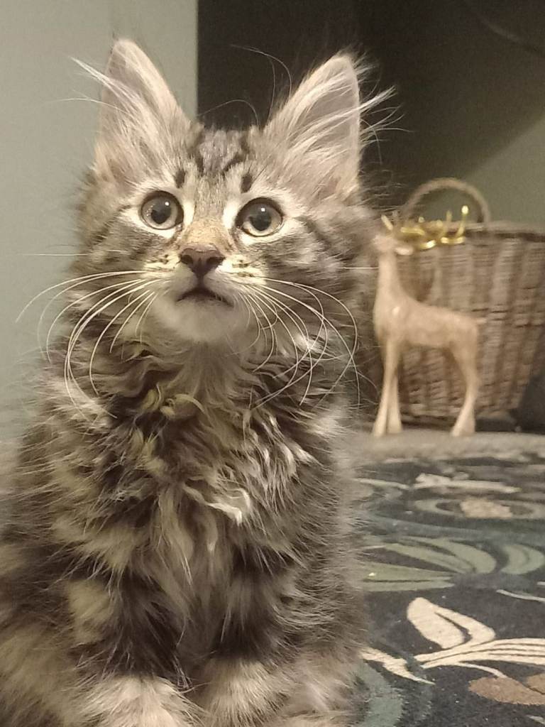 Kitten ragdoll cross 12wks old