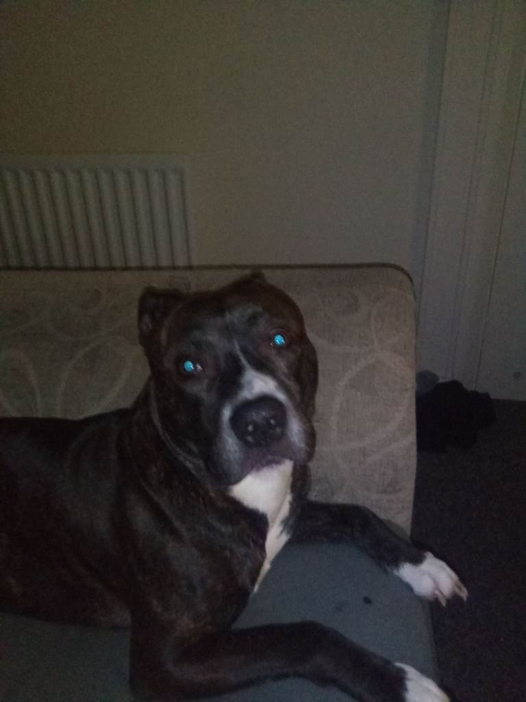 Male saffy 3-4 year old 