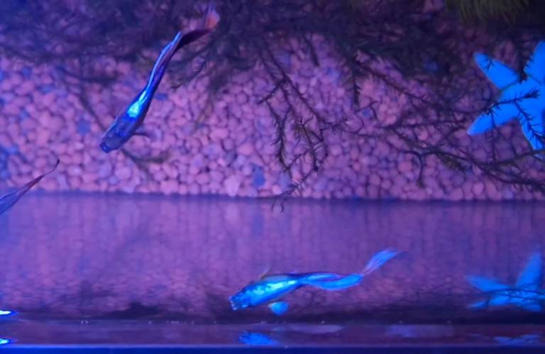 topaz mixed guppies 