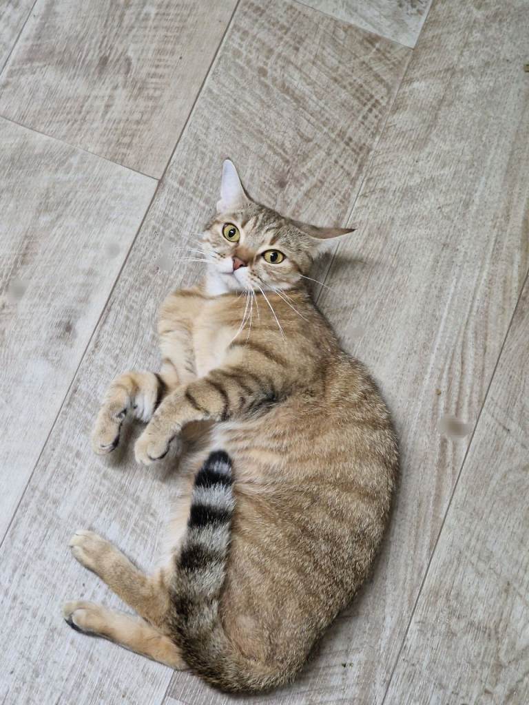 female british short hair x unknown for sale