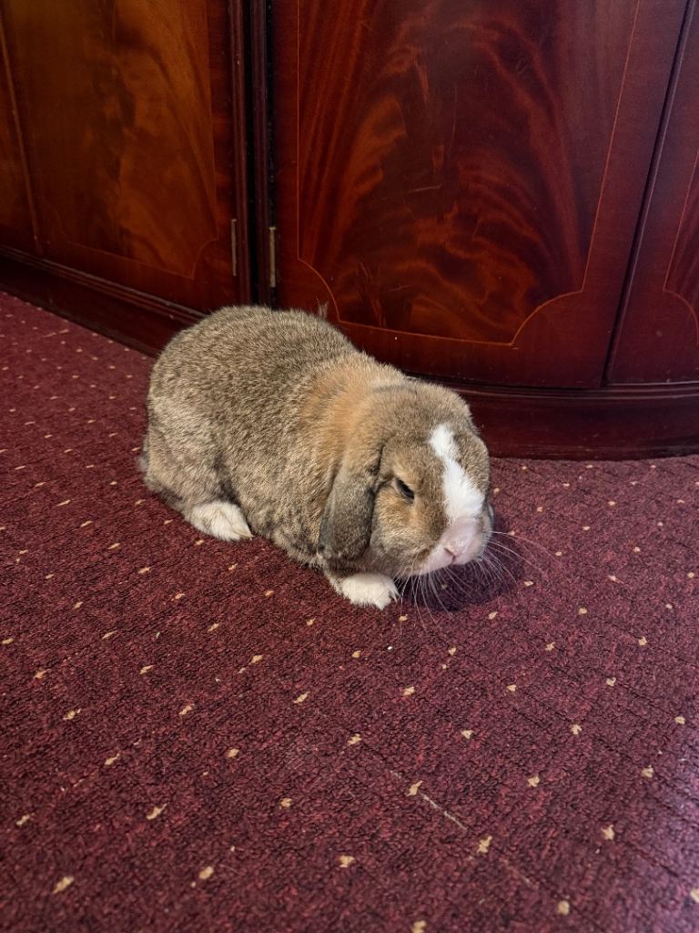 One lion head and  2 min lop 