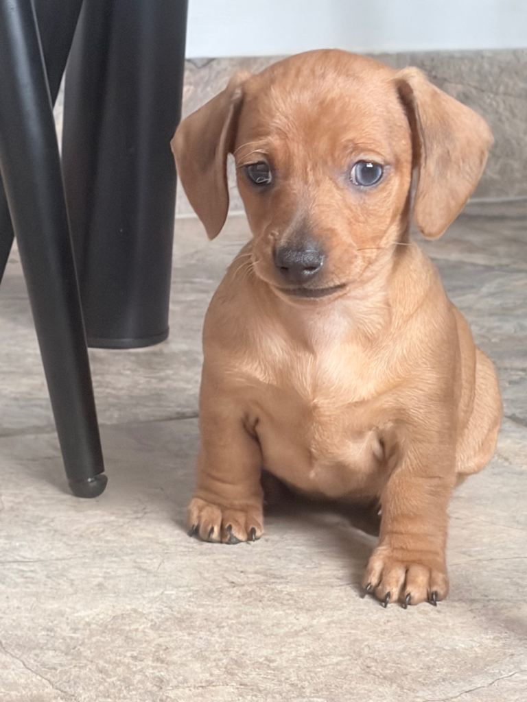 Mini dachshund puppies 