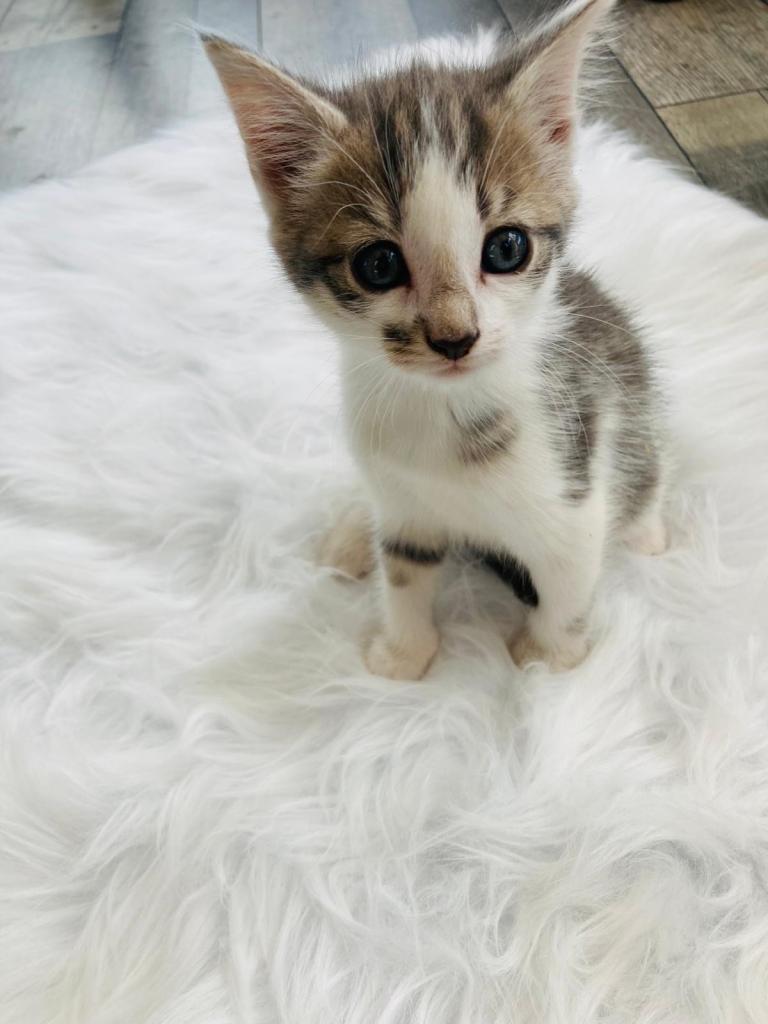  🩷Adorable Kittens🩵