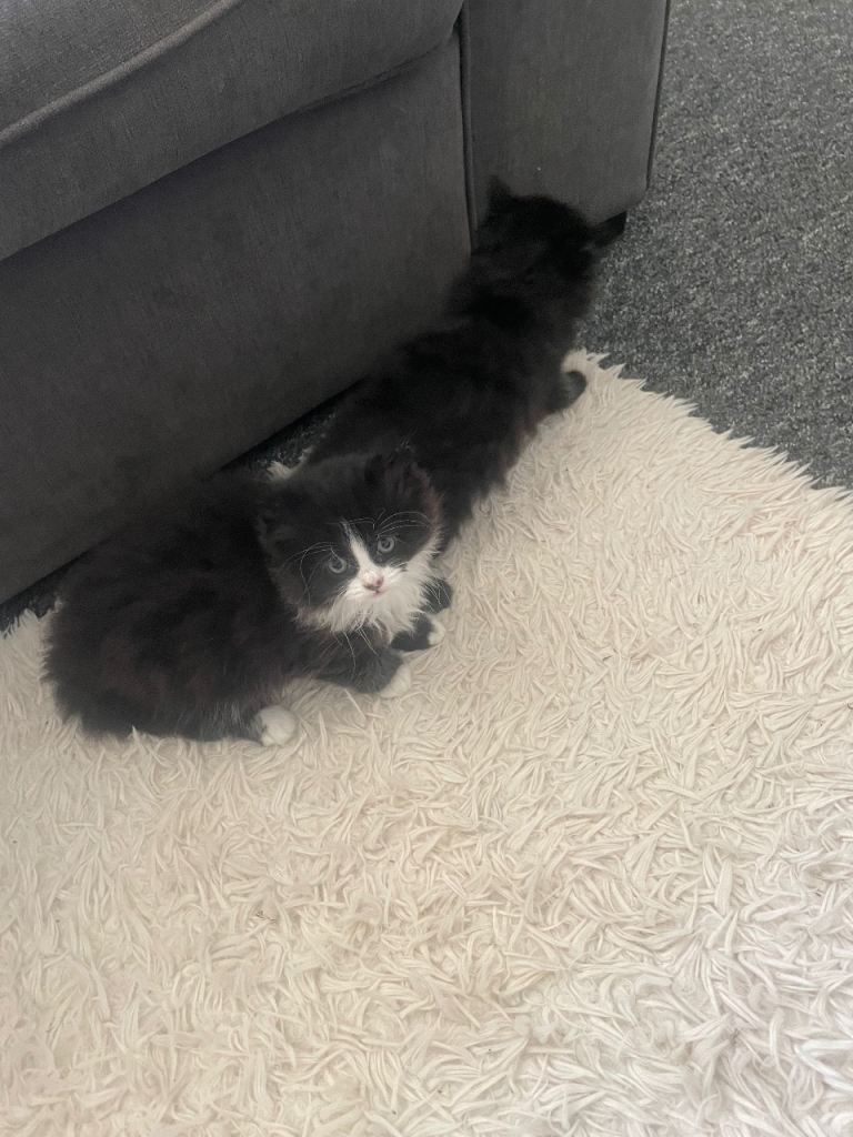 4 female kittens black - black and white 