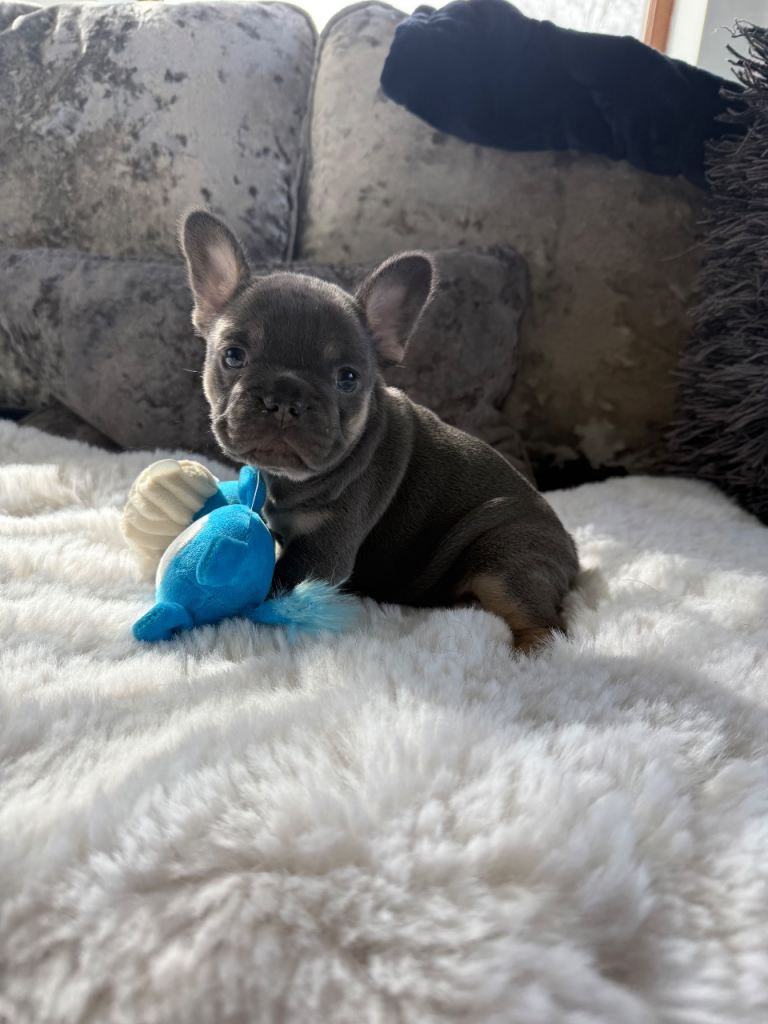 French bulldog puppies