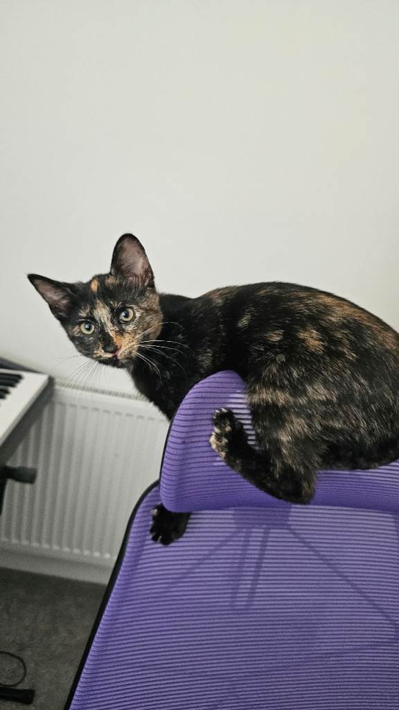 Tortoiseshell kitten
