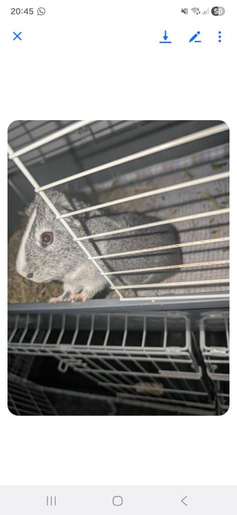 Male guinea pigs available 