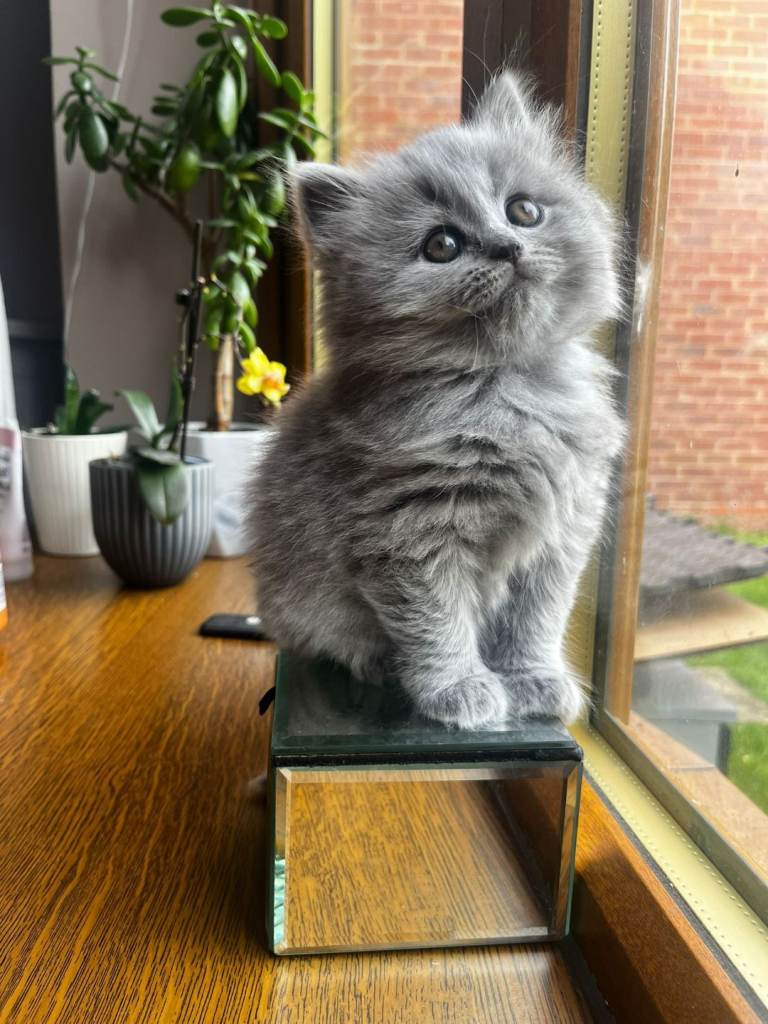 British shorthair kitten 