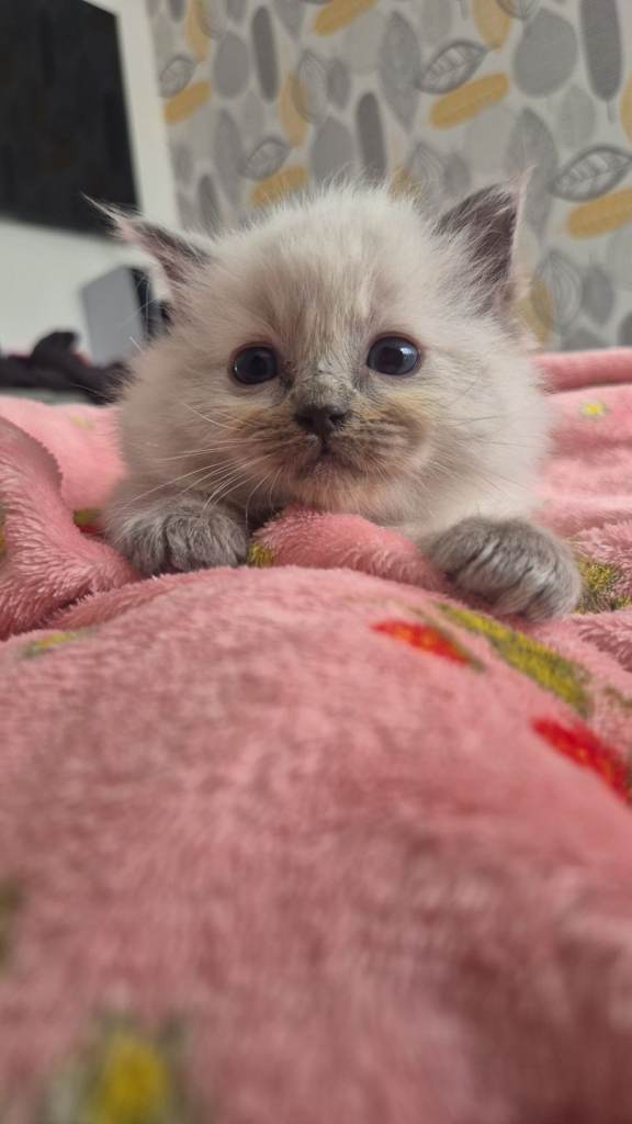 Ragdoll kittens 