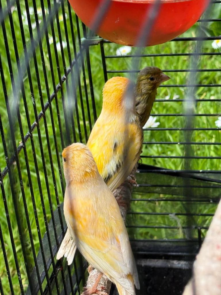 Three birds with cage