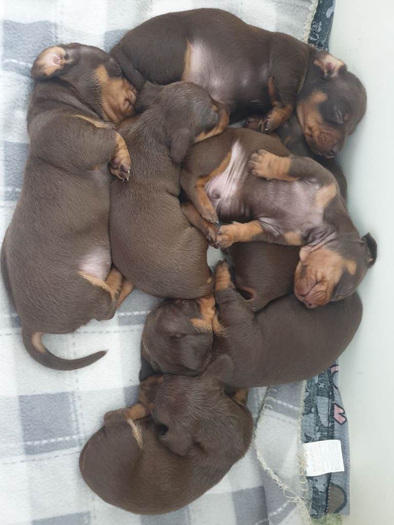 Miniature dachshund 