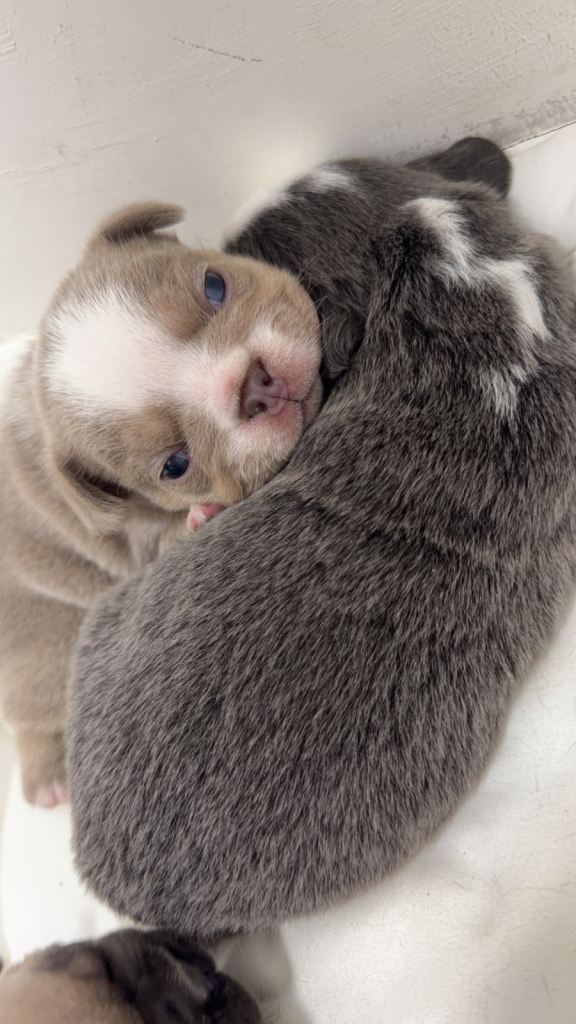 Fluffy Frenchies’s 