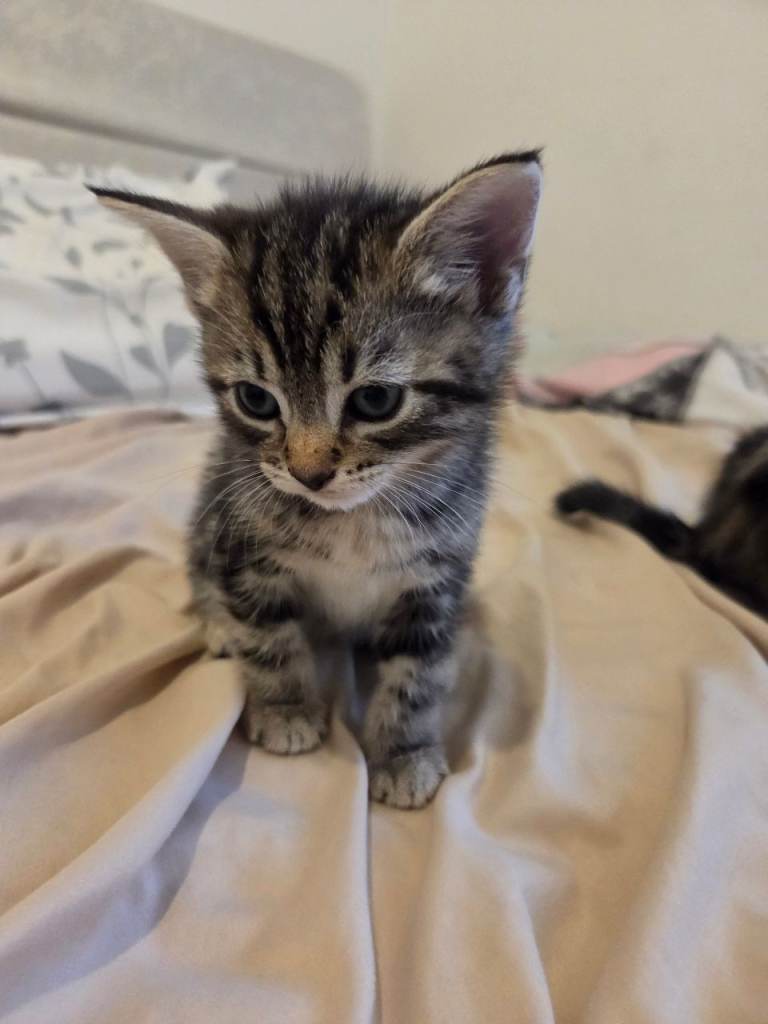 3 beautiful kittens 