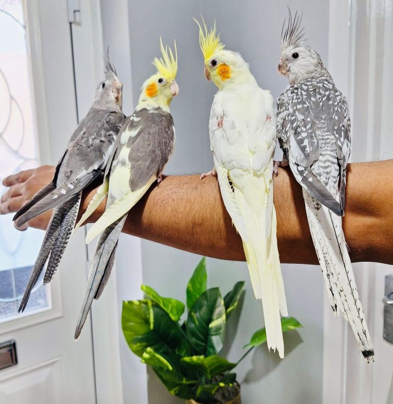 Beautiful baby hand tamed cockatiels for sale.