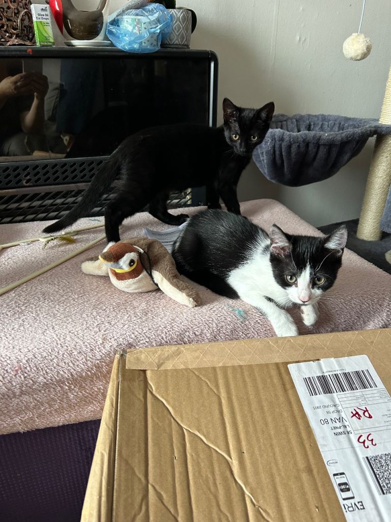 14weeks old Kittens ready for new homes 